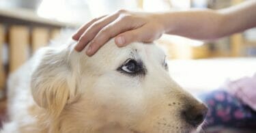 la perdita di un cane - cosa c'è dopo la morte